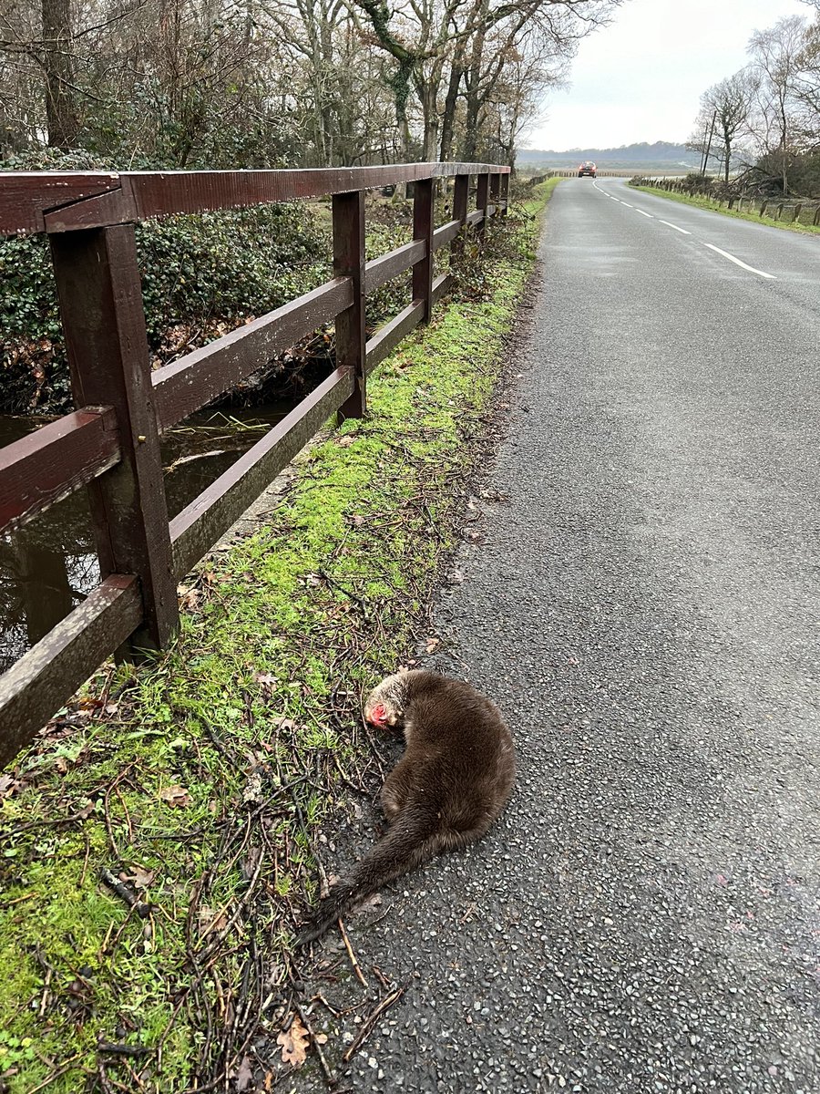 ChrisGPackham's tweet image. Heartbreaking start to my day . . . dead on a bridge over the Beaulieu river in the @NewForestNPA . There’s a 40 mph limit - but it’s a traffic ‘rat run’ , much of it speeding - a menace to ponies , deer , cyclists and now a young otter . Surely time for restrictions @newforestdc