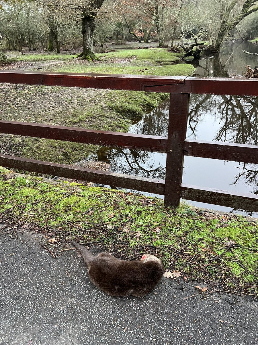 ChrisGPackham's tweet image. Heartbreaking start to my day . . . dead on a bridge over the Beaulieu river in the @NewForestNPA . There’s a 40 mph limit - but it’s a traffic ‘rat run’ , much of it speeding - a menace to ponies , deer , cyclists and now a young otter . Surely time for restrictions @newforestdc