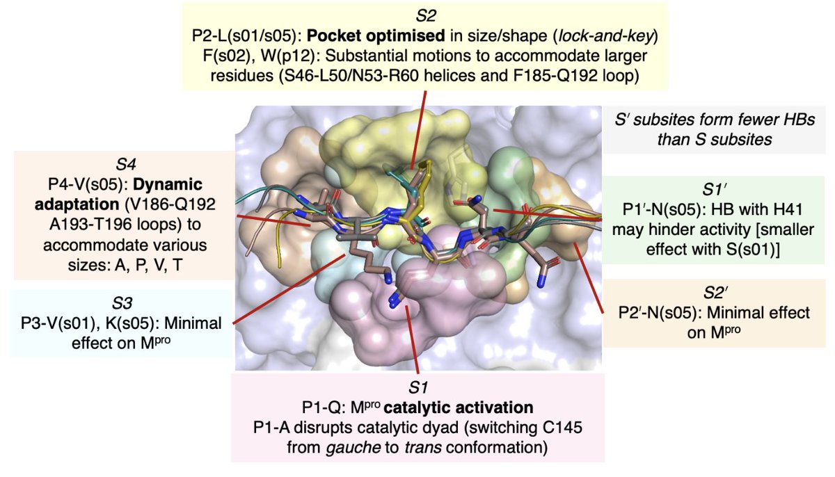 Busy week for Henry! His latest work is now on BioRxiv. Using D-NEMD, he explored how Mpro recognises individual amino acids in substrates, influencing selectivity and activity. Great collaboration w/ @SchofieldOxford @AdrianMulholla1 @sofiaol43489629 biorxiv.org/content/10.110…