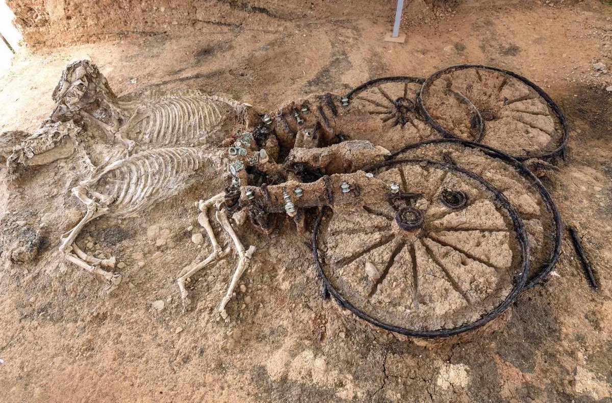 A 2000-year-old Thracian chariot with horse skeletons discovered by archaeologist Veselin Ignatov.
