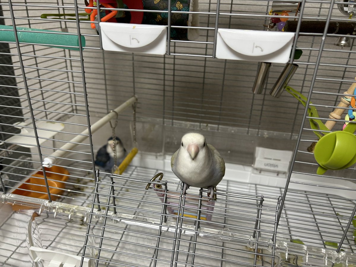 언니새장 넘보는 야망새