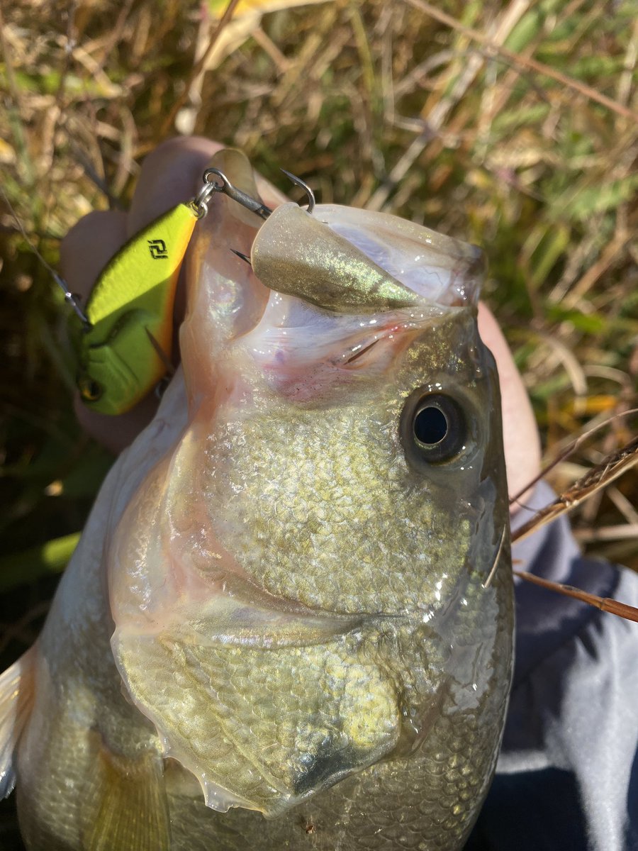 mukoBASS's tweet photo. ここ最近は冬らしい釣りやってます🎣❄️

“エグダマtypeレベルHW5.5g“
　　　　　＋
“2WAY高浮力モデル“を1WAYカットの玉あり✂️
を使った【吊るし】の釣りで50UP🔥

深場に落ちたやつには
“レベルバイブブースト9g“をリフト&amp;フォール💨
こちらでも良い魚釣れています🔥 https://t.co/nxgBEYqTZ1
