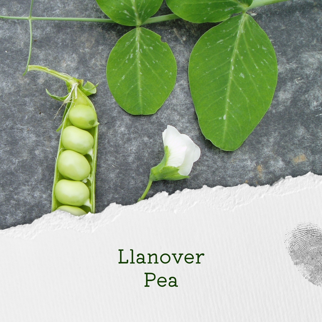 Our #HSLSeedList2024 launches on Dec 8! If you've already received a printed copy, u can place your order on Dec 8 when the List goes live. While you wait, here's another List special: a pea grown on the #Llanover Estate in Wales from seeds brought by a German prisoner of war.