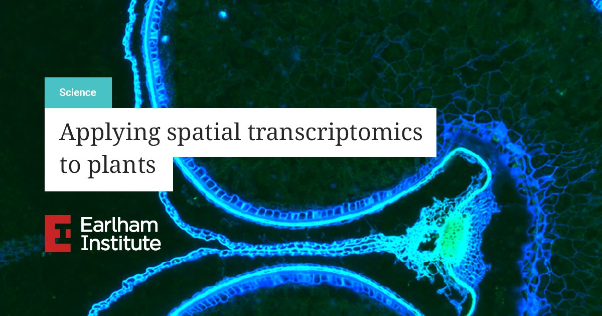 🆕 It's a revolutionary new way of looking at #cells that's already having an impact across medical science. But now researchers at the Earlham Institute are turning the lens of #SpatialTranscriptomics to #plants. 🌱

➡ okt.to/80Abc5

<a href="/AshleighSLister/">Ashleigh Lister</a> <a href="/EI_single_cell/">EI Single Cell now @whatchamacaulay.bsky.social</a>