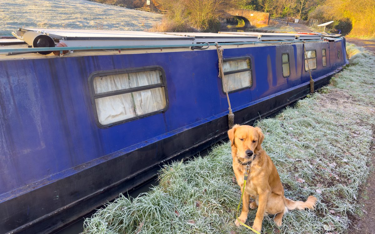 It's a frosty start to the day on the #CoventryCanal near #Mancetter for #RedMoonshine. #BoatsThatTweet #LifesBetterByWater #KeepCanalsAlive #NbWillTry #GoldenRetrievers #PuppyPhotos #1YearOld #Narrowboating #FrostyMoorning @CanalRiverTrust @CRTWestMidlands