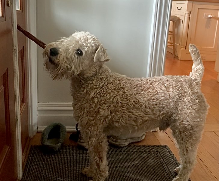 Ahem - any day Hoomom, any day!!  She must know I wanna go outside, chew on my cigar &amp; then bury it.  She’ll cave and open the door in five seconds!
#wheatenterrier #dogsofx #bullystick #cigar