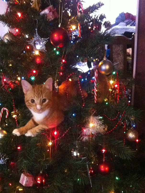 DontShowYourCat's tweet image. an orange christmas