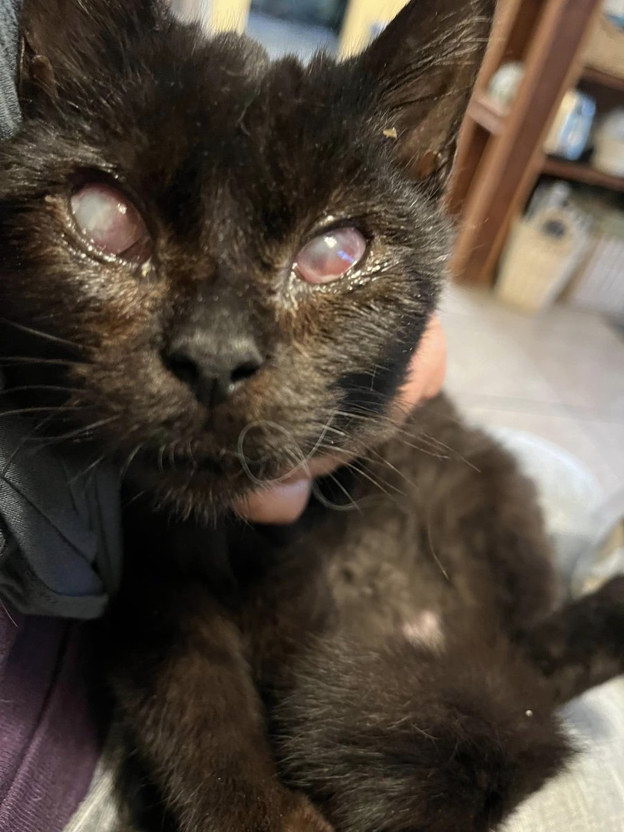 #CastroValley, CA: Sweet MIO (CP) was found wandering the streets, completely blind. He was rescued and is receiving treatment for the damage to his eyes. Mio was born in approx May 2023. He loves attention, loves to eat & purrs easily... adoptrescuecatsinca.com
#adopt #blindcats