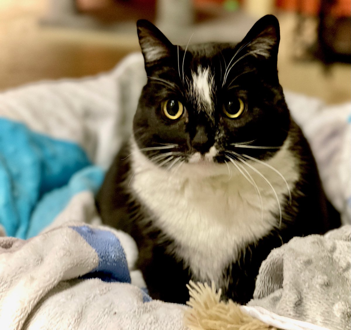 Marley's a plus size loaf of #love❤️waiting for an adopter who wants a true lap #cat! A connoisseur of affection &amp; snuggles (&amp; food...) Pls RT to help him get a #HomeForTheHolidays🏡🎄🎅 #va #virginia #dc #maryland #washingtondc #pets #cats #holidays #wednesday #AdoptDontShop