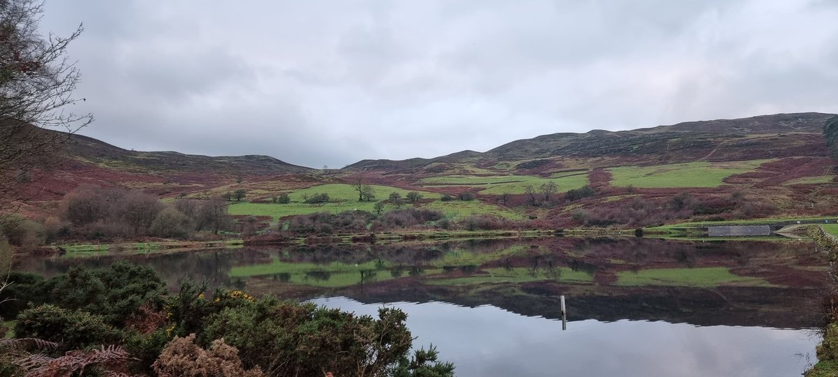 Let Dogs Be Dogs tweet media