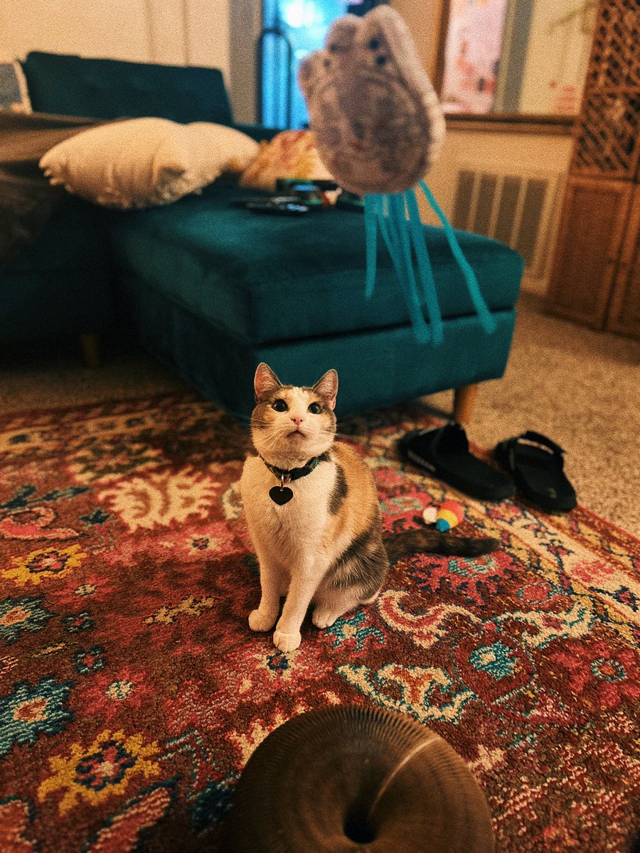 paytonrayan's tweet photo. thinking about how beautiful my cat is 🥺🥺🥺🥺🥺🥺🥺🥺🥺 https://t.co/mFXQUGzaoB