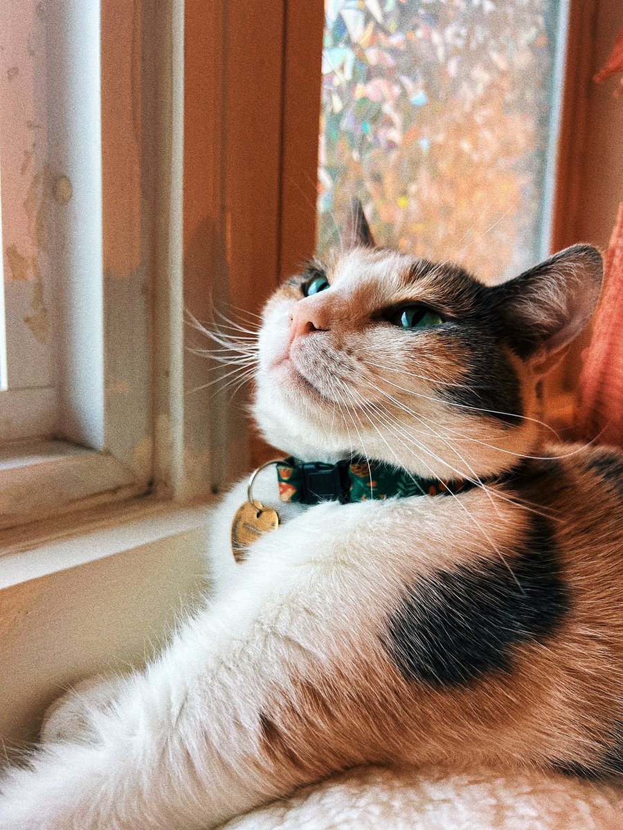 paytonrayan's tweet photo. thinking about how beautiful my cat is 🥺🥺🥺🥺🥺🥺🥺🥺🥺 https://t.co/mFXQUGzaoB