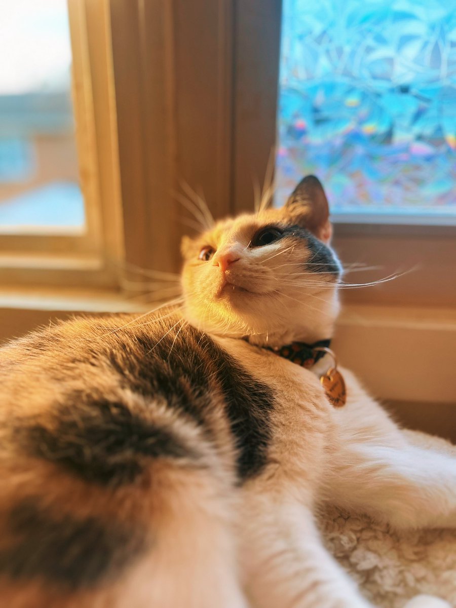 paytonrayan's tweet photo. thinking about how beautiful my cat is 🥺🥺🥺🥺🥺🥺🥺🥺🥺 https://t.co/mFXQUGzaoB
