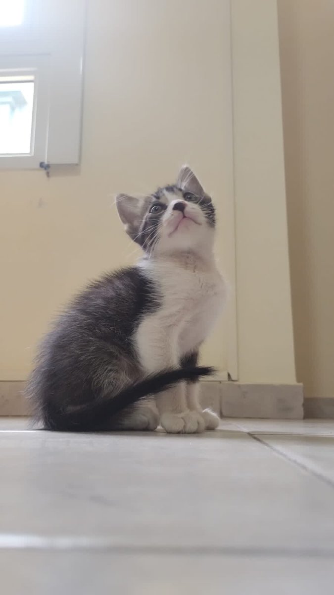 VMartocci's tweet photo. ⚠️⚠️⚠️bahienses hagan algo bien y porfi difundan este tw para que este bebé consiga un hogar 🥺😭🫶🏽 https://t.co/pPwDA1DPKL