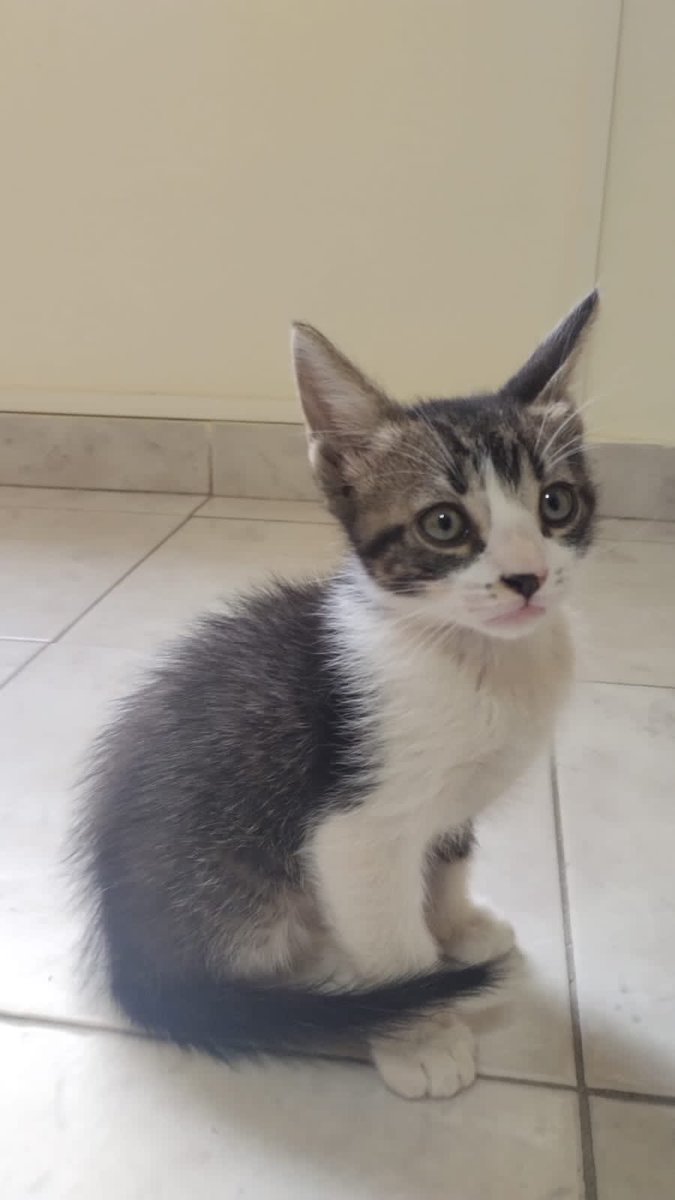 ⚠️⚠️⚠️bahienses hagan algo bien y porfi difundan este tw para que este bebé consiga un hogar 🥺😭🫶🏽