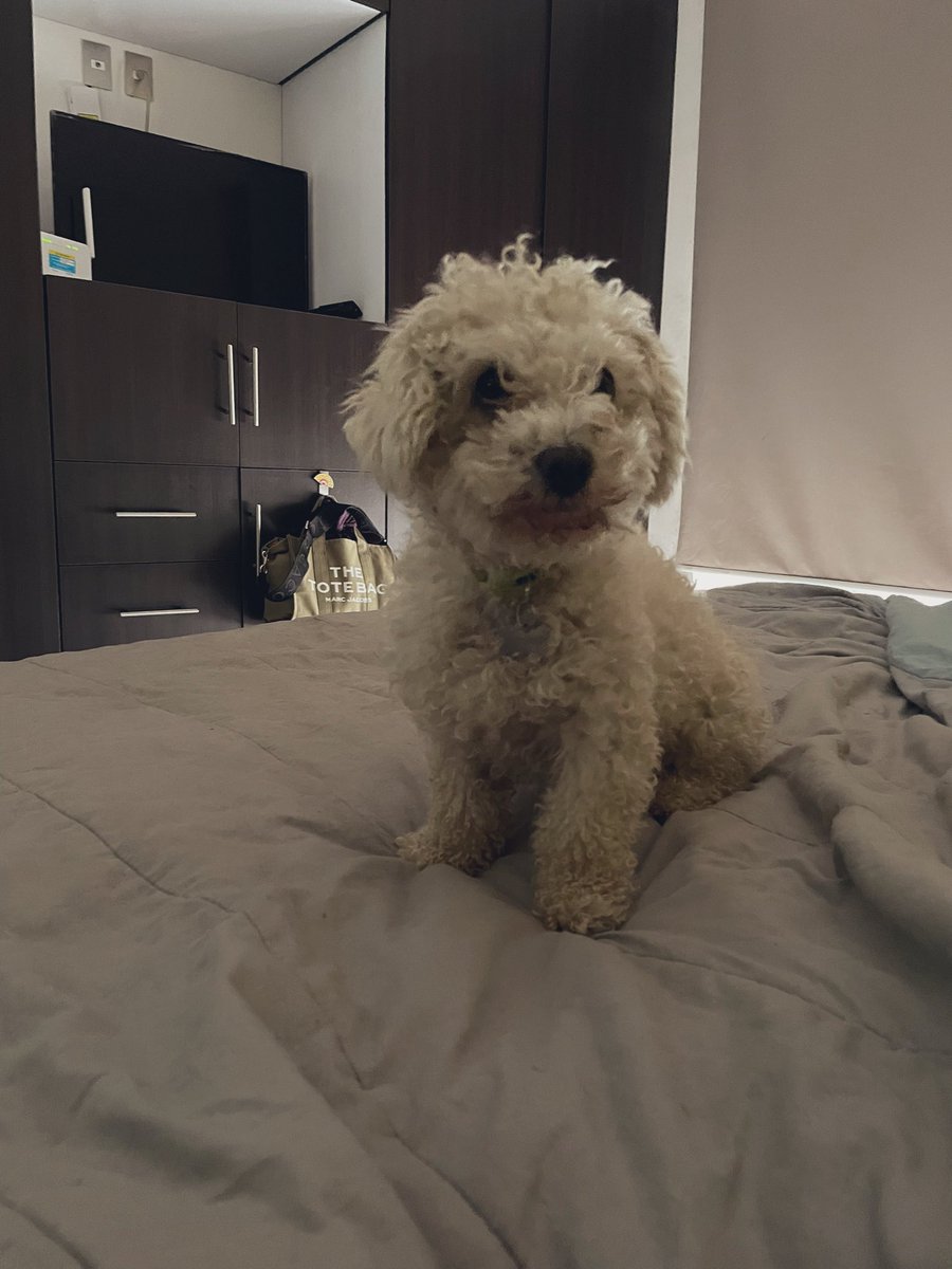VaniTodoenElla's tweet photo. Bigotes mugrosos después de comer su desayuno 😂 mi bolita de pelos #MiaMouton alias “la gorda”
#dogs #pampereddogs #dogsofX #mypetsmyfamily @VaninaBananaMas https://t.co/itt18ig8Wp