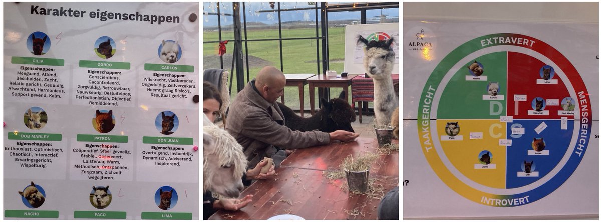 De ervaringsdeskundigen hadden vorige week hun teamdag bij de Alpaca Eco-Farm. Shana: 'We maakten kennis met negen alpaca’s. Met wie heb je qua persoonlijkheid de meeste overeenkomsten en hoe past dat in het DISC-model? Heel leerzaam en de alpaca heeft ons hart veroverd!'
