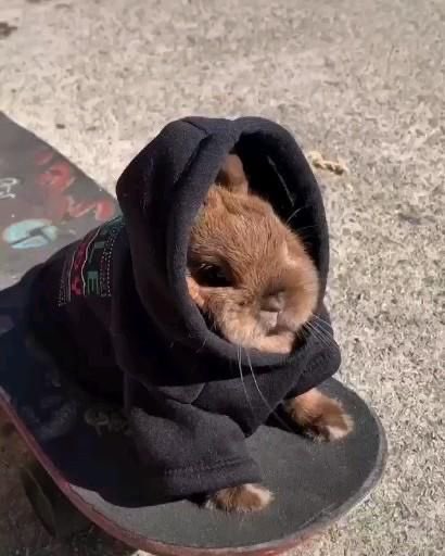 LilBunnyStories's tweet photo. This is Jeremy. He’s the cool local skater bun all your friends warned you about. Are you gonna take a chance and give your heart to him? He promises he won’t break it. Say “I love you Jeremy!” to throw caution to the wind for love! https://t.co/aUjTH6XeMr