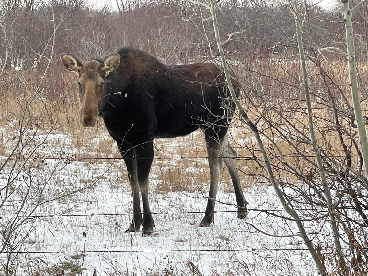 TillageTools's tweet image. Our reps are on the road, visiting dealers, sharing our Early Order Program. Lots of different sights and wildlife along their travels. There were still guys busy in the field at the end of November in Manitoba! 

#BourgaultTillageTools #EarlyOrderProgram