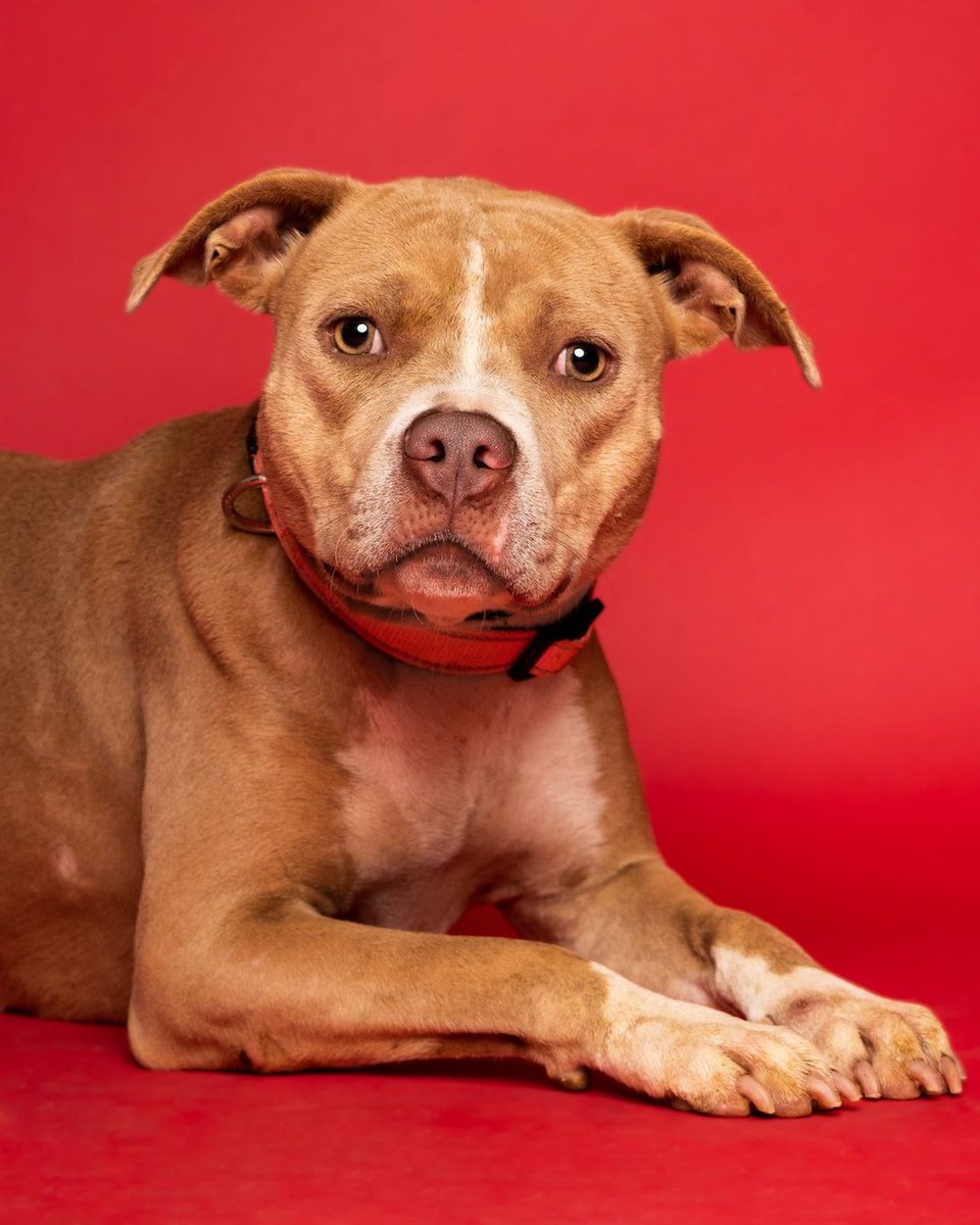 BufferTest1234's tweet photo. Donating to animal shelters during the holidays is a heartwarming way to give back. Help provide shelter, food, and care to furry friends in need. Spread joy and compassion by supporting #animalshelters this season. Together, we can make a difference. #holidaygiving https://t.co/FB5Maik6d7