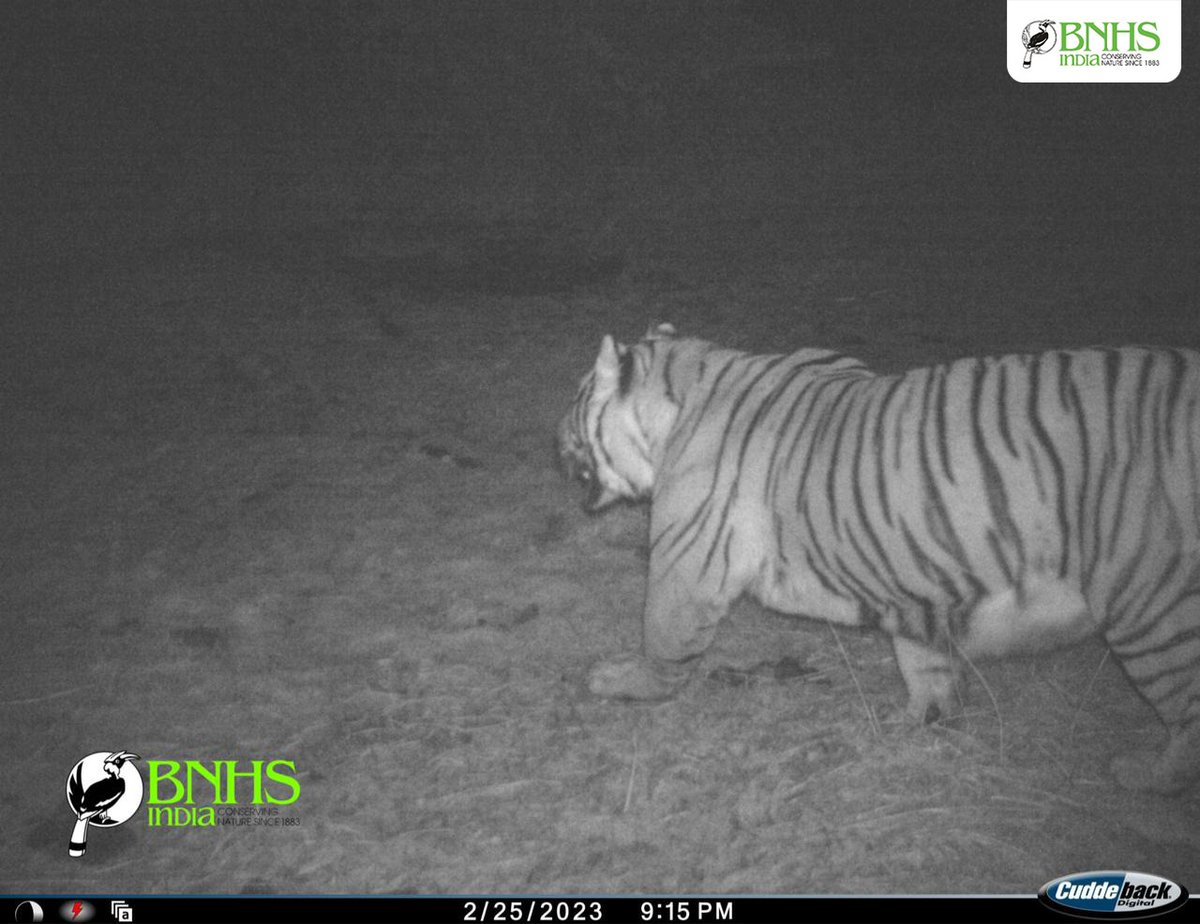 BNHS scientists @athrvasingh and @ItsHimadri conducted a camera trap survey and recorded the highest-ever presence of our national animal Tiger at 3640 m asl. BNHS in partnership with Sikkim State Forest Department continues to monitor and conserve the sensitive habitats with