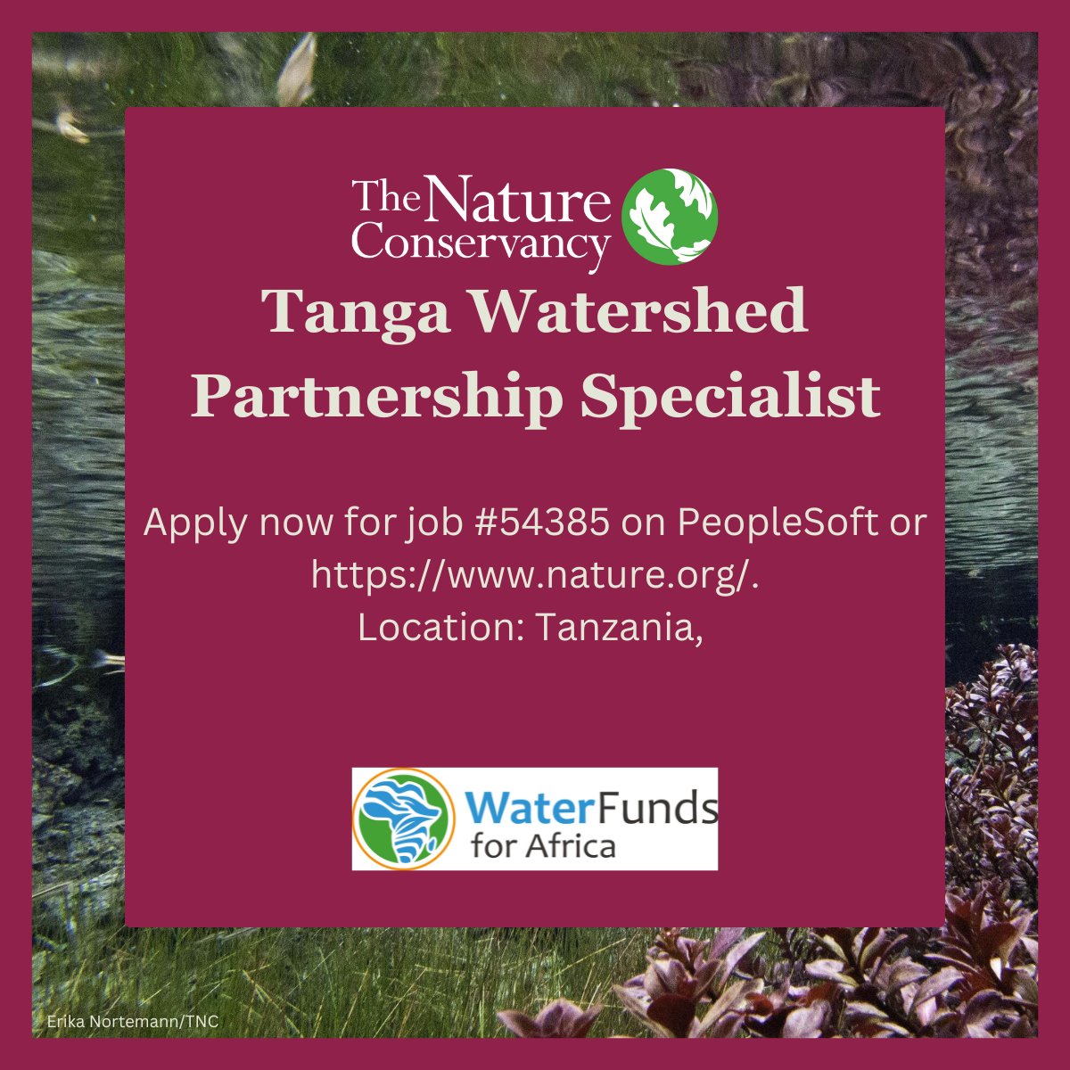 WaterFundAfrica's tweet image. We are hiring! 📢

We're looking for a Tanga Watershed Partnership Specialist to work closely with stakeholders in the wider coastal region.

To apply for job ID 54385, submit your materials online by using the Apply Now button at nature.ly/3TaiRuk

#TNCJobs