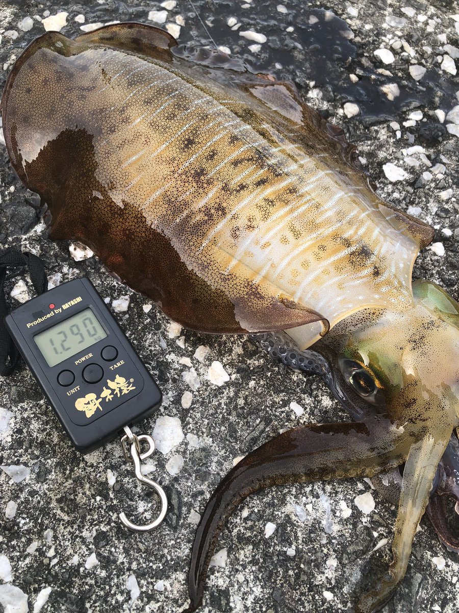 久しぶりのキロアップ😍痺れた🤩
#抱いたんじゃない抱かせたんだ　#シーラインエギング部　#アオリイカ　#エギング　#釣り