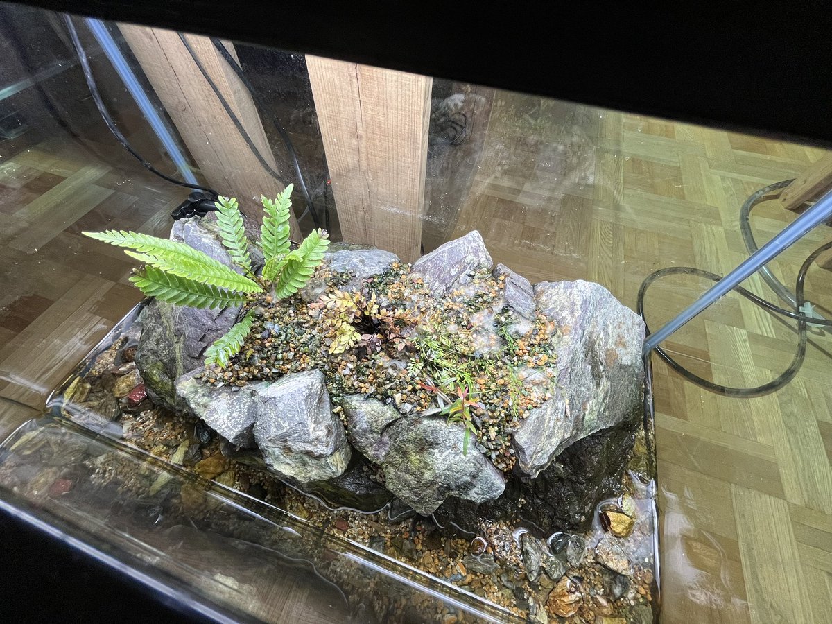 anubias8's tweet image. 万天石で島型パルダリウムを作成。主役はオブツサタムと見せかけて、Asplenium bipinnatifidumになる予定。
#Asplenium bipinnatifidum
#オブツサタム
#パルダリウム
#万天石