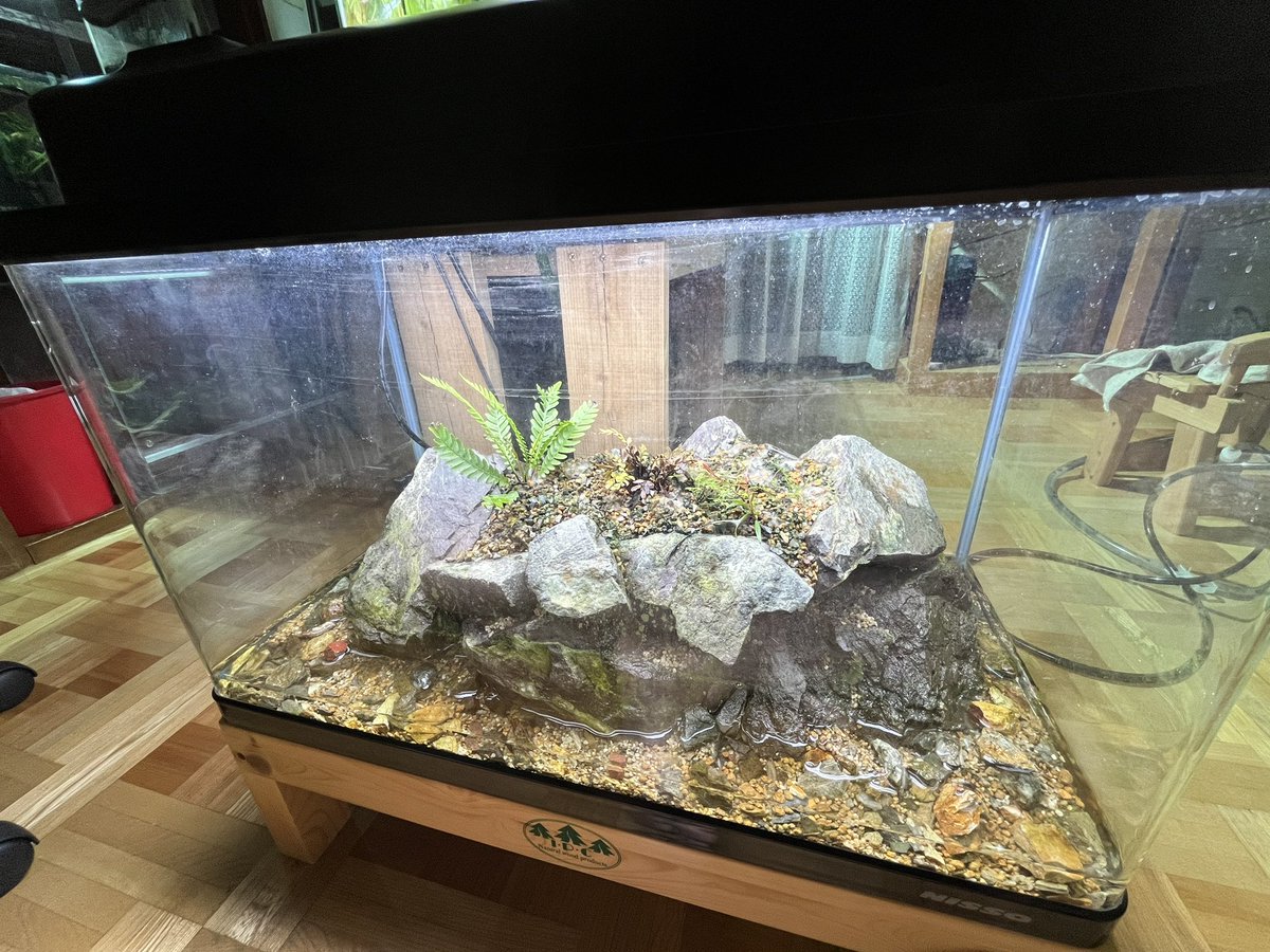 anubias8's tweet image. 万天石で島型パルダリウムを作成。主役はオブツサタムと見せかけて、Asplenium bipinnatifidumになる予定。
#Asplenium bipinnatifidum
#オブツサタム
#パルダリウム
#万天石