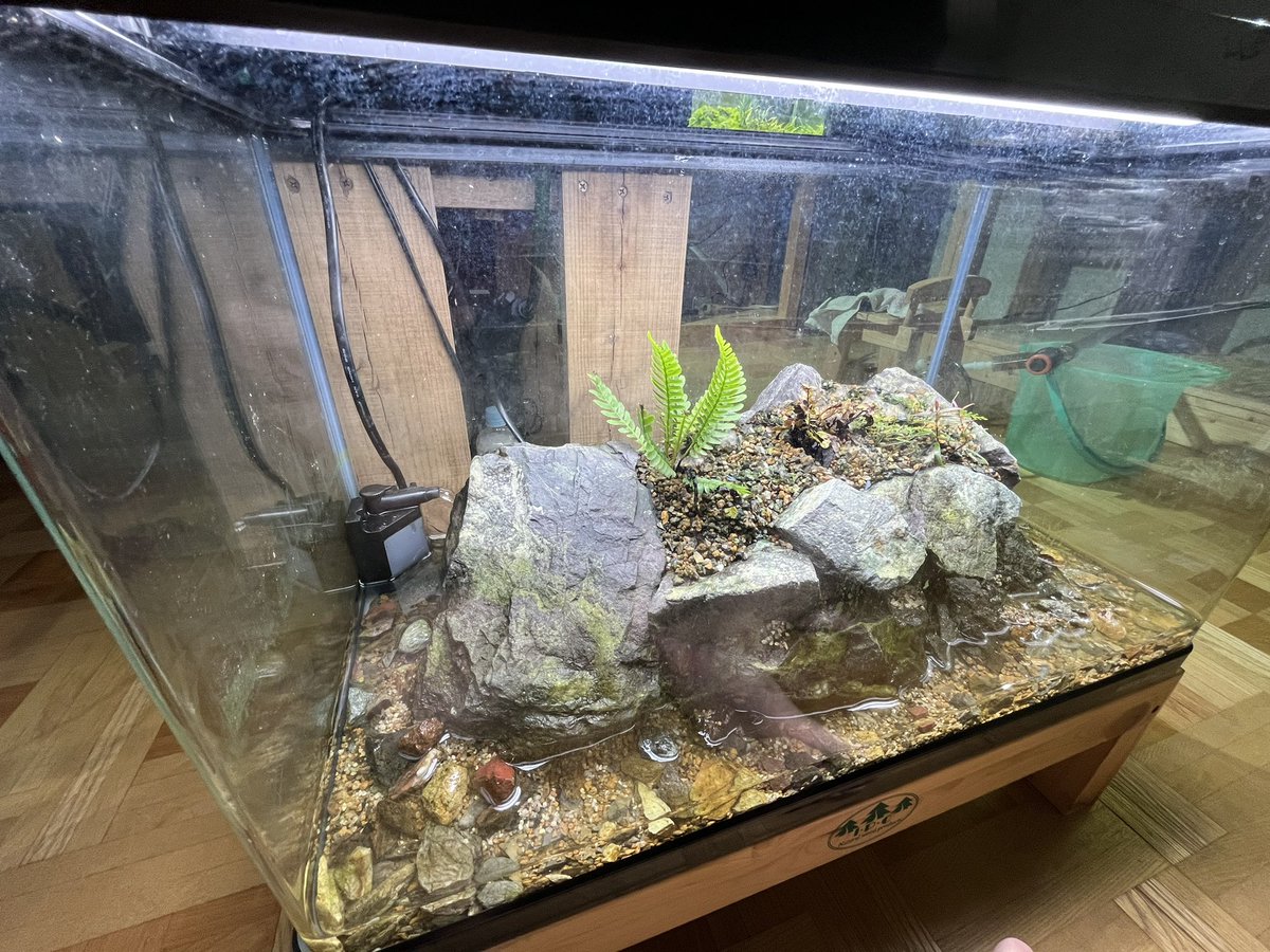 anubias8's tweet image. 万天石で島型パルダリウムを作成。主役はオブツサタムと見せかけて、Asplenium bipinnatifidumになる予定。
#Asplenium bipinnatifidum
#オブツサタム
#パルダリウム
#万天石