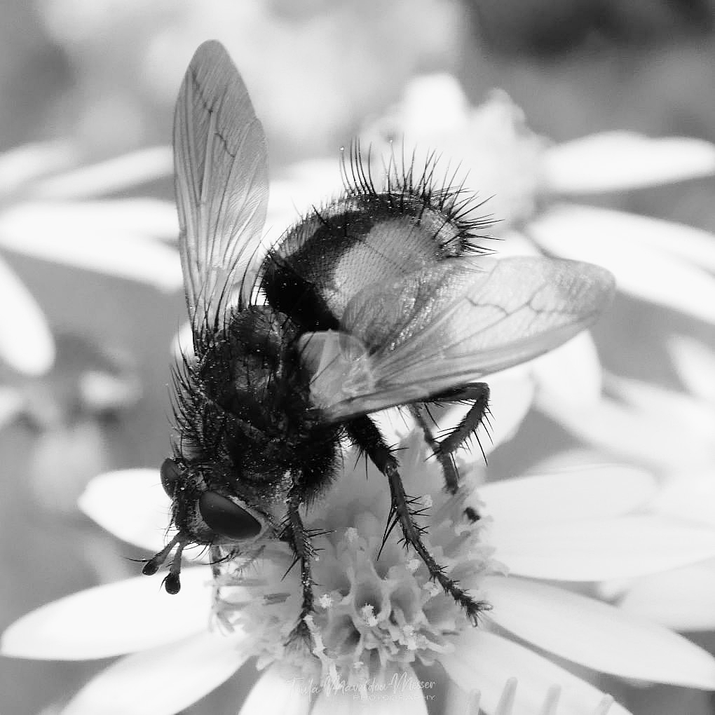 Meet my little Tachina Fera friend. We met in #EppingForest during the summer. 

#bnw_macro_BahHumBug