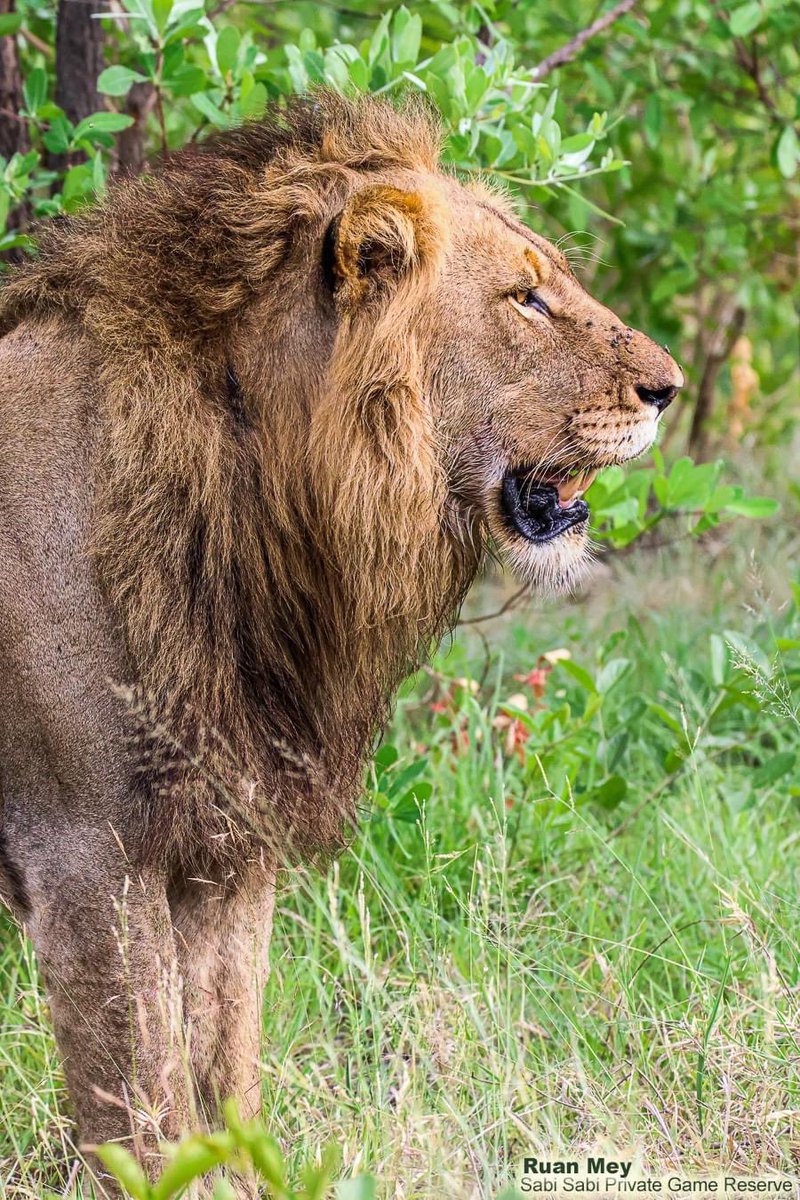 The two Talamati males, offspring of the three Avocas.

📸Ruan Mey/Sabi Sabi

#TalamatiPride #SabiSand #PDTV #WildEarth