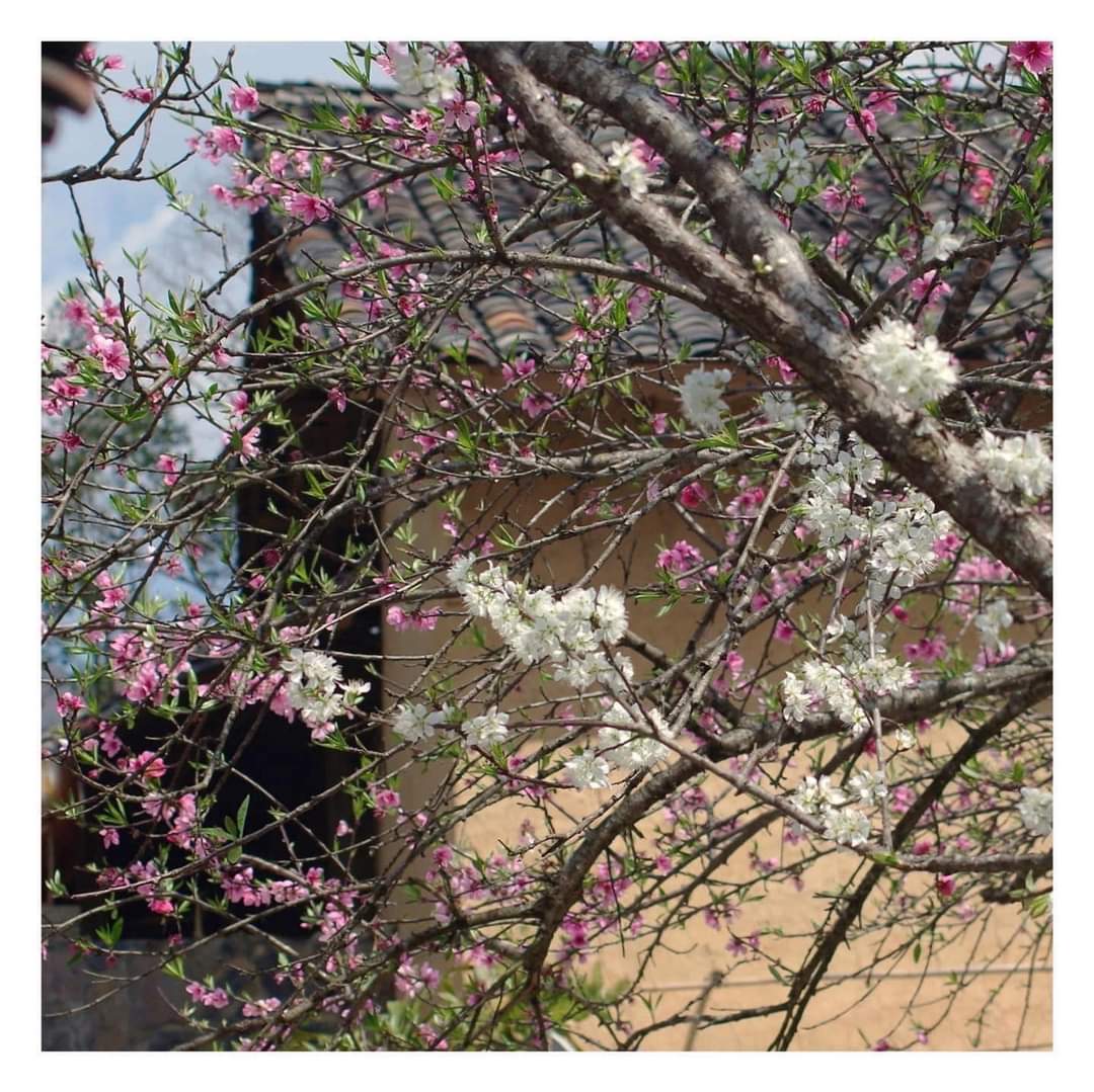 Vietnamnice's tweet photo. Spring comes! 
#vietnamnice
#Travel 
#vietnamese https://t.co/ENcVXW90RH