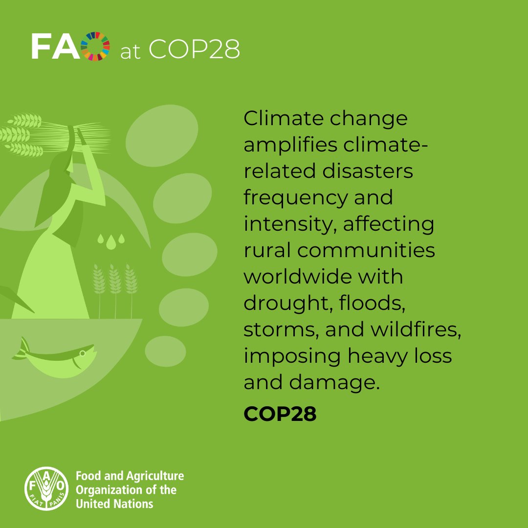 Climate change threatens our ability to ensure food security, eradicate poverty and achieve sustainable development.

Without more support for climate-resilient agriculture, the list of climate-induced food crises will continue to grow.

bit.ly/3P98Afu

#COP28