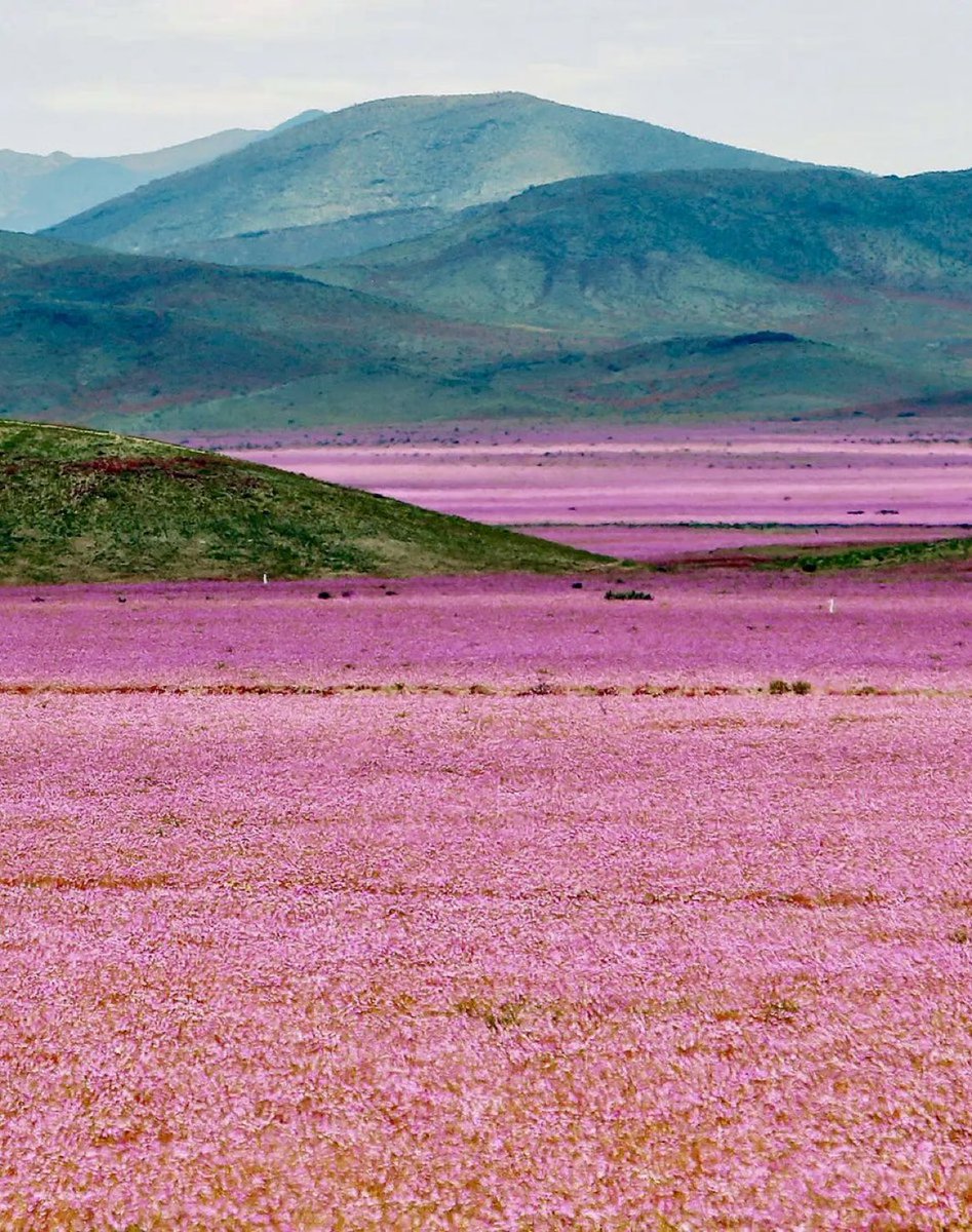 sciencegirl's tweet photo. Chile's Atacama Desert, one of the driest places on Earth experiences periodic blooms, typically happening every five to seven years

 📸 Mario Ruiz https://t.co/9eD12yptRN