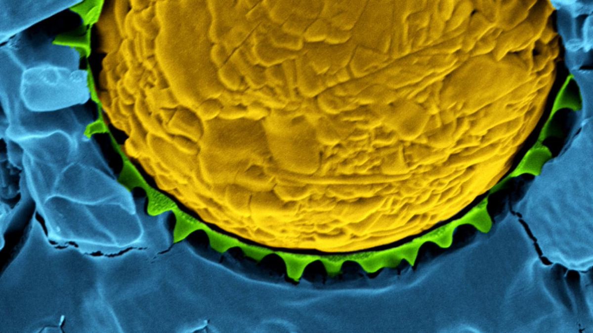 PhysAstroEd's tweet photo. Researchers have completed a study which links the structure of #microgels to the controlled release of liquid droplets coated in these particles.

The discovery could revolutionise methods of targeting medicines to specific locations within the body.

🧪https://t.co/AHqp0ocueC https://t.co/Ru8ZAoDc4B