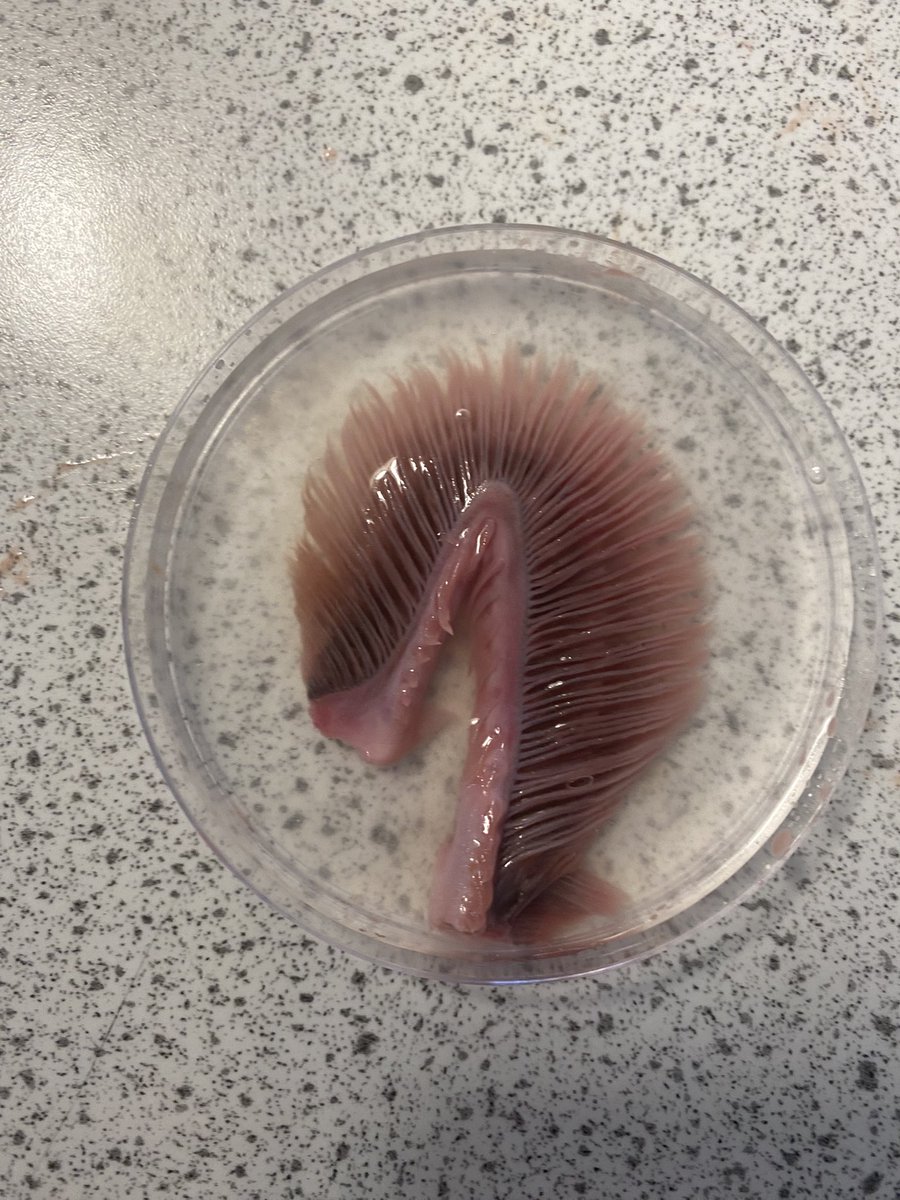 Science | Holyport College tweet media