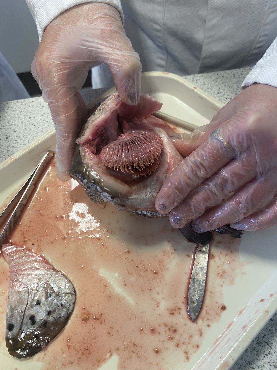 Science | Holyport College tweet media