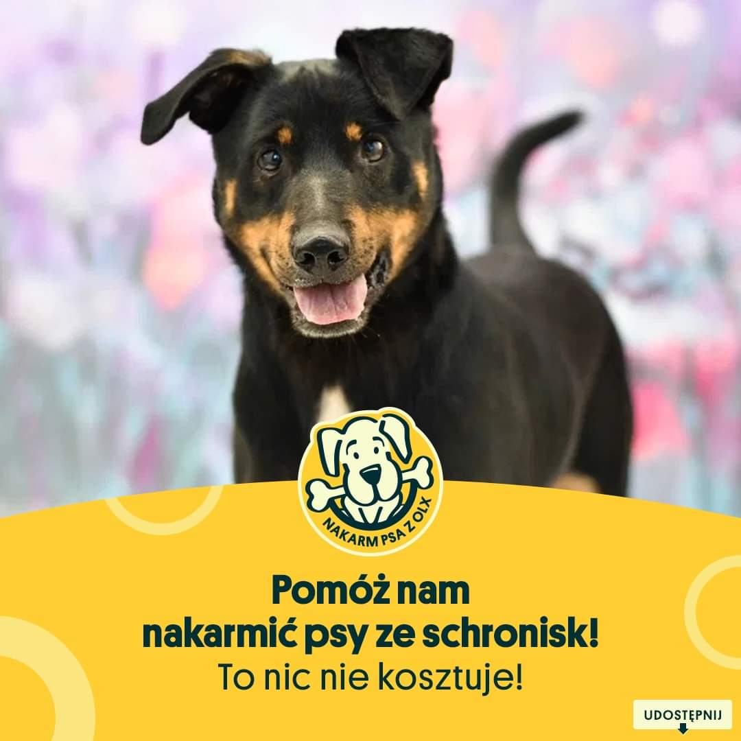 OLX informuje, że ruszyła 16 edycja akcji "nakarm psa" 🐶