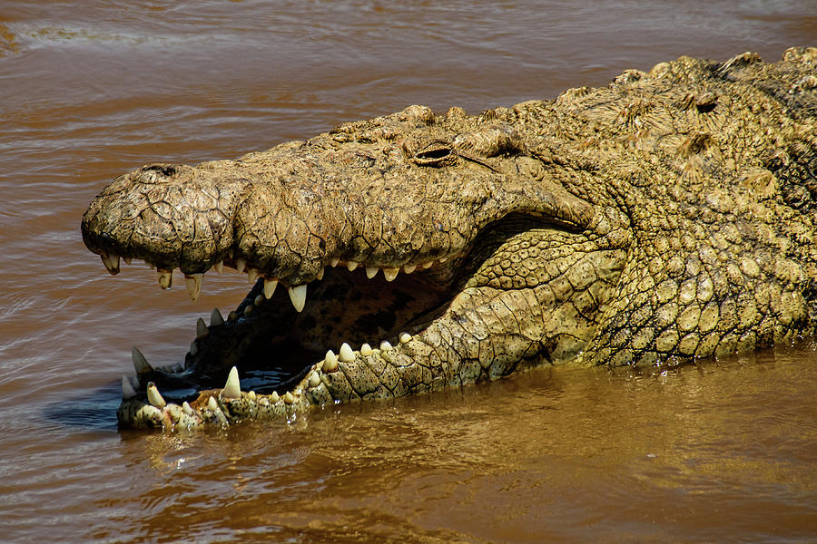 ThompsonSafaris's tweet photo. Discover the deadly predators of Masai Mara River, the largest and the heaviest of present-day reptiles. They are known to prey on thousands of wildebeests during migration.
.
.
.
#visitkenya#safari#lakers#pisa#GTA6#Luton#blackpink#dashmiteaser#maasaimara#wildebeestmigration https://t.co/dtCkbo2JL9