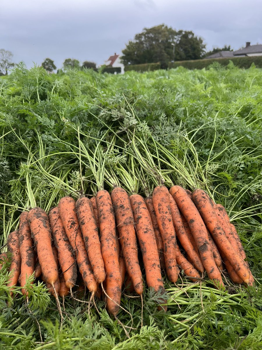 Some excellent quality #catania across North West Europe for harvest over the coming months #newvariety #carrots #carrot #carrotproduction #carrotgrowers #seminis #bayervegetableseeds #uniformity #vegetables #seminisvegetableseeds #ireland #northernireland #sweden #localproduce