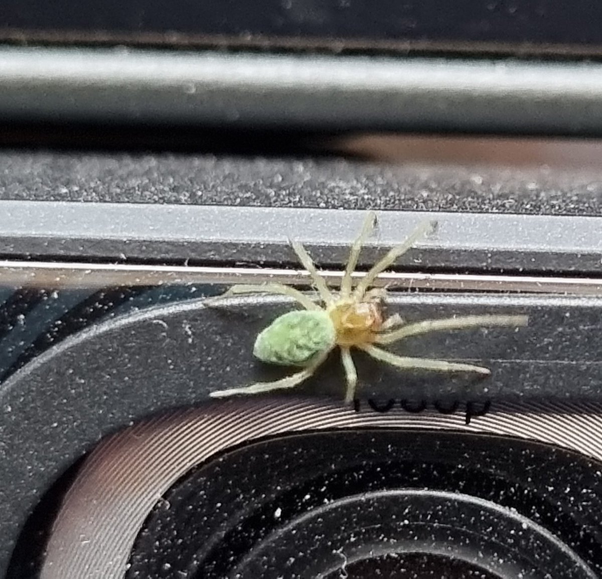 Strange question. Is anyone here an expert on bugs? Specifically spiders.

Specifically small green ones living on my webcam. 

(Never seen a green spider before)