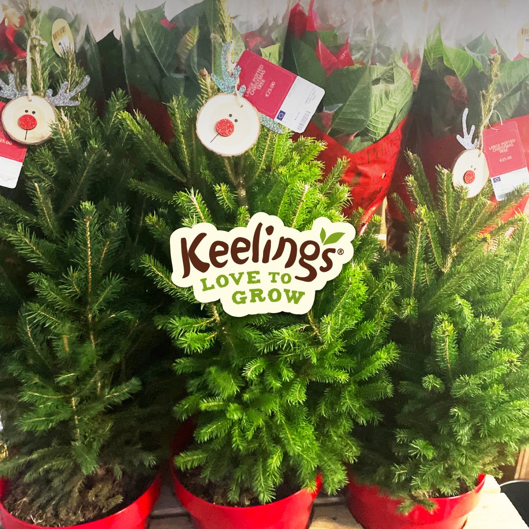 December is here and that means it's time to deck those halls! Visit Keelings Farm Store today to pick the perfect potted Christmas tree and kick off the festive season in style. 🎄✨
*While stocks last.