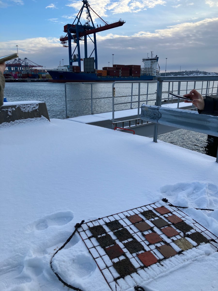 December reading of Antifouling panels in Port of Gothenburg #antifouling #biofouling