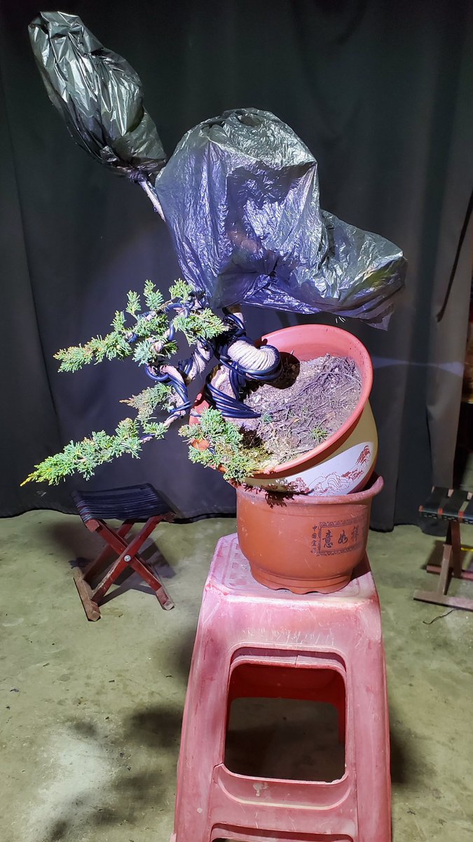 Jasonch45977478's tweet photo. We spent an afternoon making this bonsai. 
This shape may be more refreshing and neat.😁 https://t.co/6kcrVfEl9c
