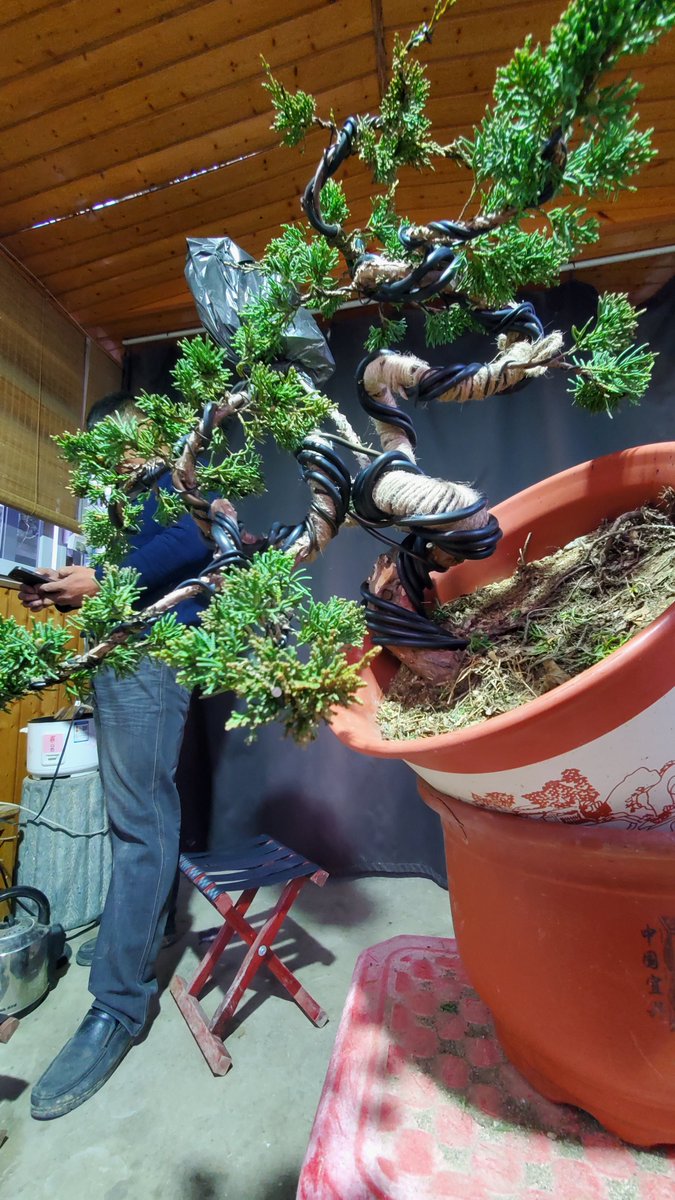 Jasonch45977478's tweet photo. We spent an afternoon making this bonsai. 
This shape may be more refreshing and neat.😁 https://t.co/6kcrVfEl9c