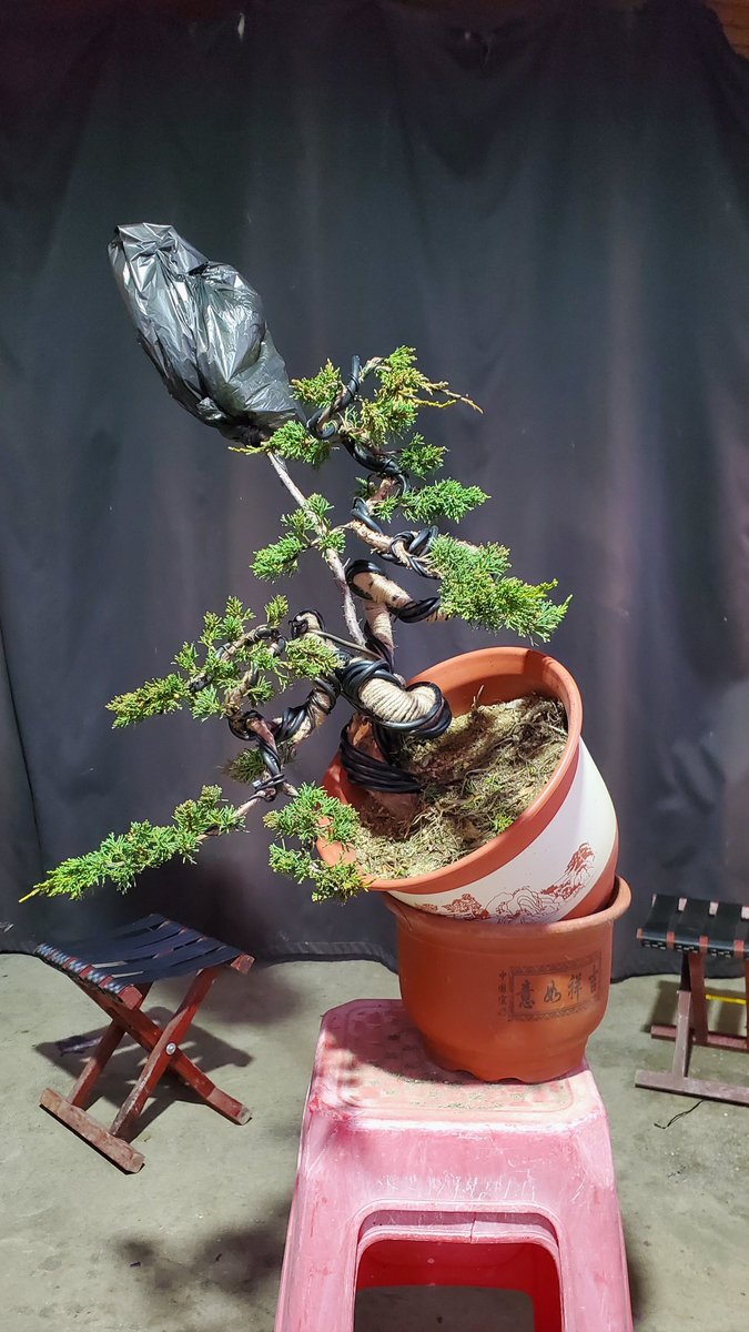 Jasonch45977478's tweet photo. We spent an afternoon making this bonsai. 
This shape may be more refreshing and neat.😁 https://t.co/6kcrVfEl9c