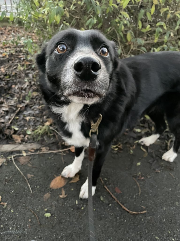 GeordieHound's tweet photo. It was a bit of a frosty morning today and our usual gate into the park was locked! Luckily we found another way in so I had new places to sniff. There was a yippy terrier somewhere so I was a little on edge but I coped very well https://t.co/XzEzt3F6Xq