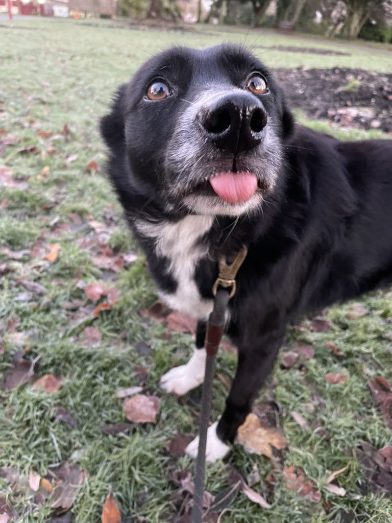 GeordieHound's tweet photo. It was a bit of a frosty morning today and our usual gate into the park was locked! Luckily we found another way in so I had new places to sniff. There was a yippy terrier somewhere so I was a little on edge but I coped very well https://t.co/XzEzt3F6Xq