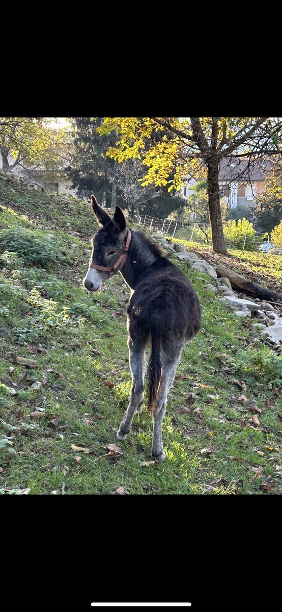 RobertaPapa13's tweet photo. Buongiorno,stanotte qualcuno ha rubato questo piccolo asinello a Entratico in via valle della vena, se qualcuno ha visto qualcosa o qualcuno , mi può contattare x cortesia al numero 3498641937
Ringrazio tutti coloro che mi aiuteranno a ritrovarlo https://t.co/5i1xyWujzs